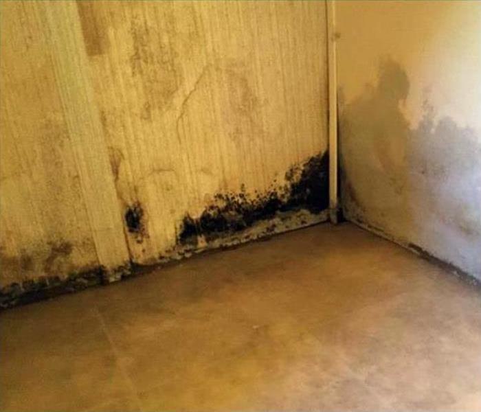 Mold damage on the walls